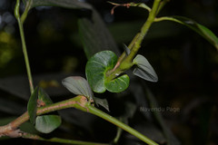 Otonephelium stipulaceum